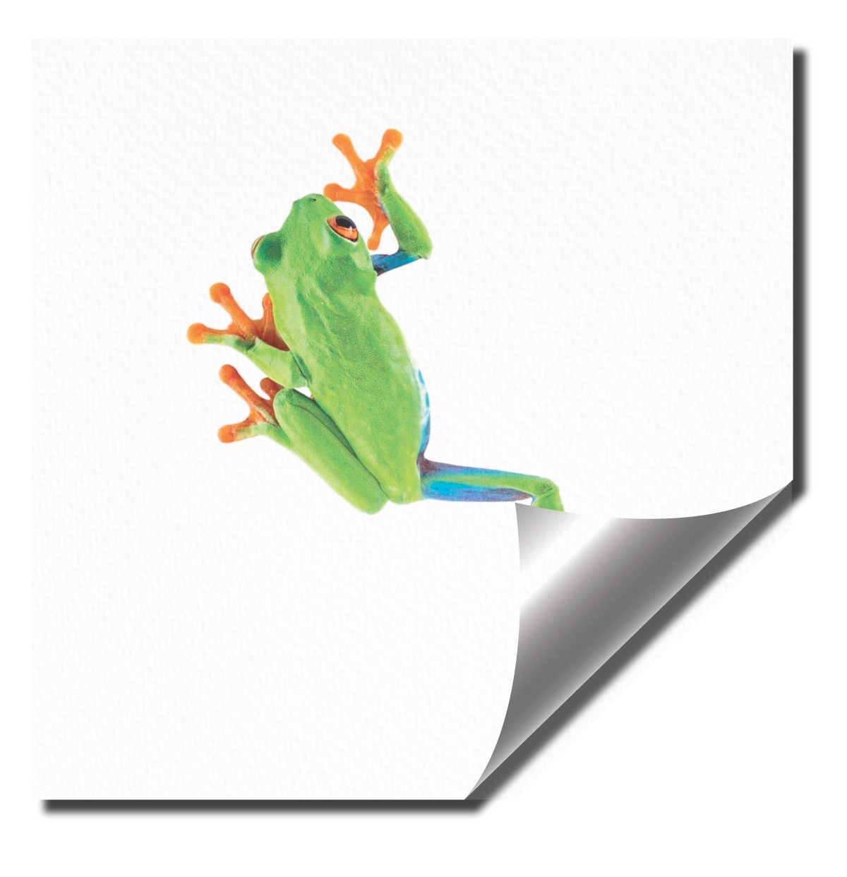 paper-frog